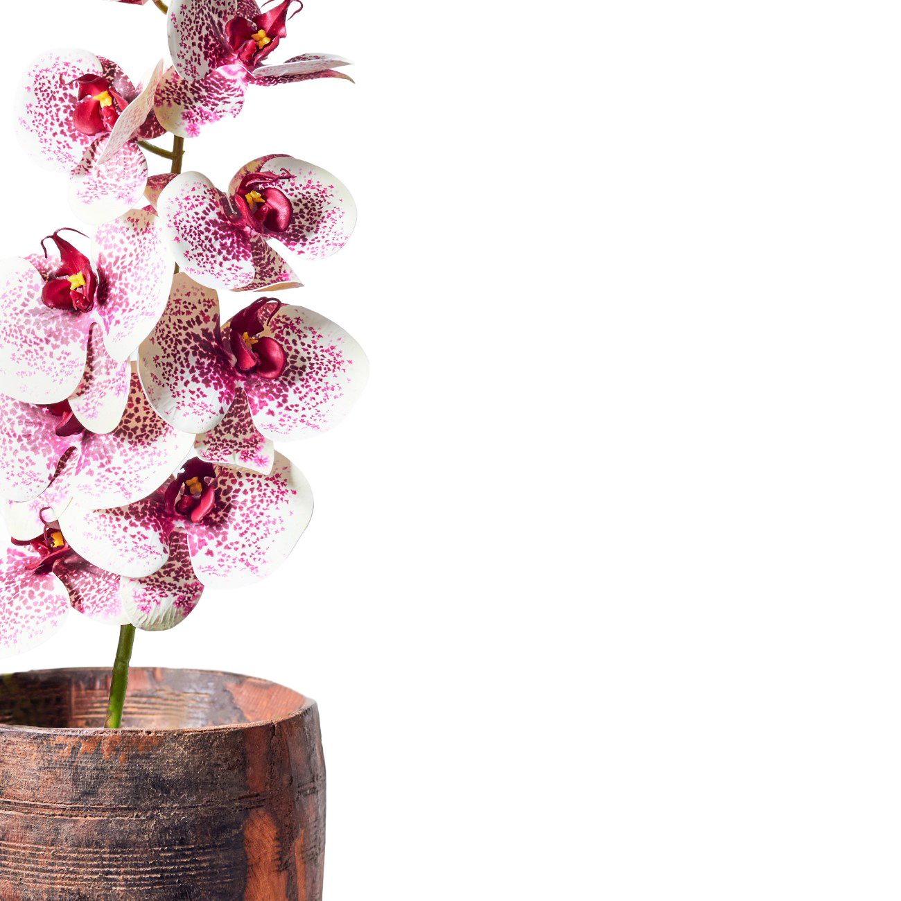 Faux Stem Orchid White and Burgundy thumbnail