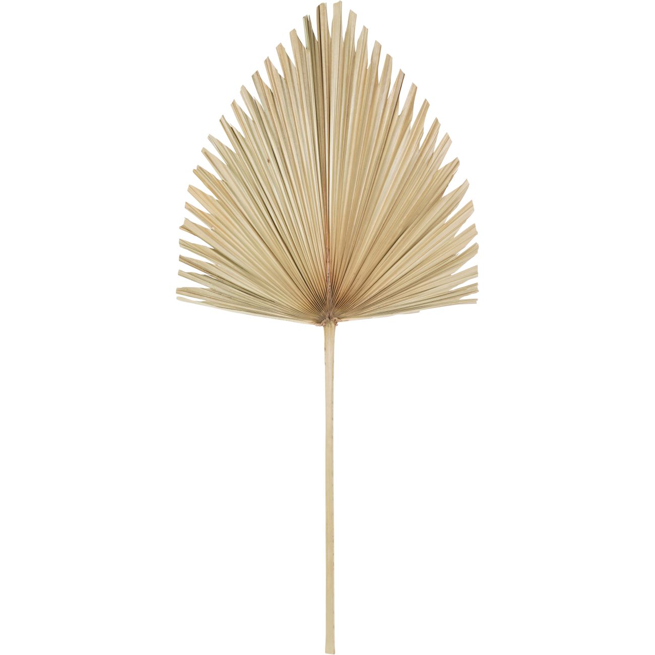 Arrowhead Palm Leaf Natural hover image
